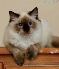 Black And White Ragdoll Cat Price Business Tomato Ragdoll Kittens For Sale Ragdoll Kitten Cat Breeds
