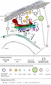 This promotes cell elongation which helps in the development (growing) of plants. The Plant Secretory Pathway Seen Through The Lens Of The Cell Wall Springerlink