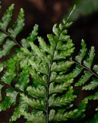 Image result for Launaea rogersii