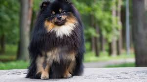 Stunning tiny male cream pomeranian short baby doll face fluffy coat tiny size up to date with shorts and deworming located in miami€. Pomeranian Prices How Much Do Pomeranian Puppies Cost
