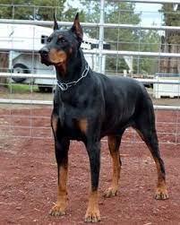 Doberman Dobermanpinscher Dog Dogsofinstagram Dogs Dobie Dobermansofinstagram Dobermanpride Dobermann K Dober Foto Sobak Doberman Shenki Porody Sobak