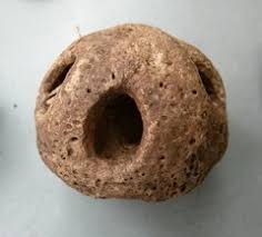 Image result for Antrocaryon