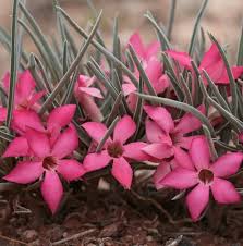 Image result for Adenium oleifolium