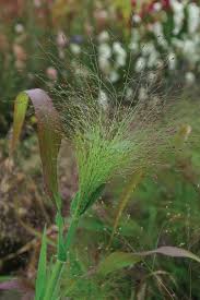 Image result for Panicum