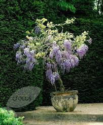 Pin By Katie Ck On Container Gardening Garden Flower Beds Wisteria Wisteria Tree