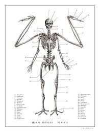 Harpy Print 3 Art Print By Eb Hudspeth In 2020 Mythological Creatures Mythical Creatures Mythology