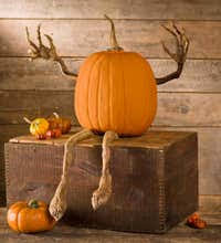 John shearer/getty images for the recording academy/@lizakoshy. Posable Pumpkin Vine Arms And Legs Set Plowhearth