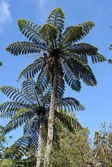 Image result for Cyathea thomsonii