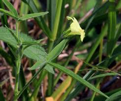 Image result for Hibiscus sidiformis