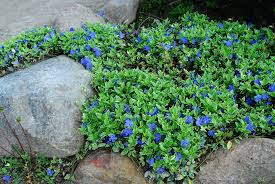 Image result for Vinca minor