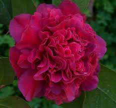 Takanini Camellia Flower Amazing Flowers Indoor Flowering Plants
