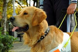 Service dogs ontario is big on educating the next generation on the benefits of service animals. Know Your Rights When It Comes To Service Animals Ontario Blue Cross