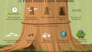 Trail to the tall tree the trial is 500 meters from the junction of main trail to hot spring. 11 Facts About Coast Redwoods The Tallest Trees In The World