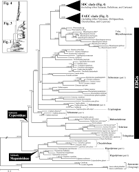 Image result for Sphaerocyperus erinaceus