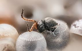 Stink bugs originated in east asia and slowly made their way to the united states over stink bugs do have wings, but they use them mainly to get from one place to another and you'll often find them crawling around on their six legs instead. Scientists Spent Years On A Plan To Import This Wasp To Kill Stinkbugs Then It Showed Up On Its Own Science Aaas
