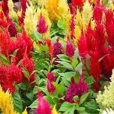 Buy Celosia Plumosa Lalmurga Mixed Seeds Online At Plantsguru Com