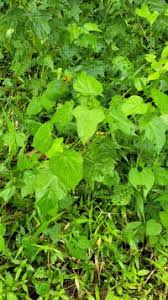 Image result for Acroceras zizanioides