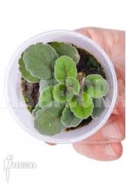 Image result for Diaphananthe fragrantissima