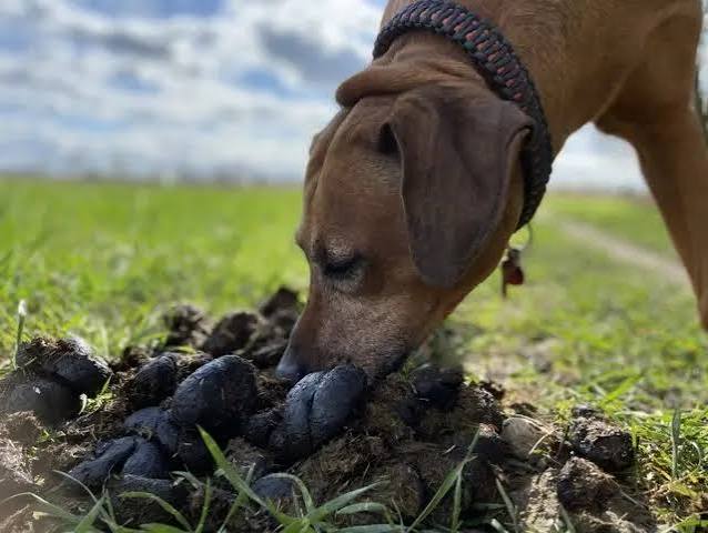 Kofressen beim Hund - was kann man dagegen tun?