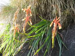 Image result for Aloe inyangensis