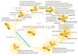 We did not find results for: Centrosome Cycle Wikipedia