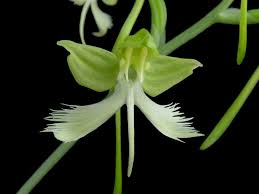 Image result for Habenaria bequaertii