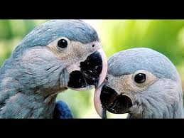 My list of the 14 best bird movies, films, and bird watching documentaries. Blue Bird From Rio Movie Now Extinct In The Wild Youtube