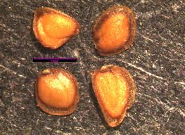 Image result for Turritis