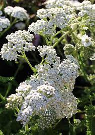 Achillea Millefolium Sonoma Coast Plants Achillea Millefolium Flower Garden Plants