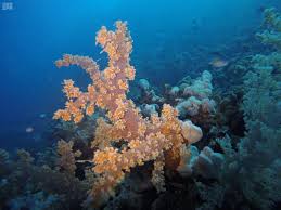 تقرير مشروع البحر الأحمر وثبة حضارية ورحلة تنزه في حدائق الش عب المرجانية وكالة الأنباء السعودية