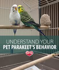 Learn What Your Pet Parakeet S Behaviors Mean With These Tips It Will Help You Better Care For Your Bird When You Know Wha Pet Bird Cage Parakeet Budgies Bird