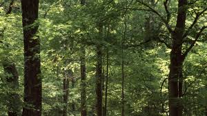 Garden of the gods illinois deaths. Indiana Woman Dies After Falling From A Cliff At Garden Of The Gods In The Shawnee National Forest
