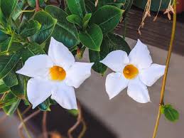 Image result for Mandevilla laxa