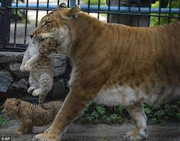 It S Not A Tiger Or A Lion It S A Liliger Mother Gives Birth To Three Adorable Rare Cubs Which Will Grow To Be Among The Largest Cats In The World Hybrid