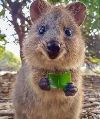 Image About Animal In A N I M A L S By Zoe In 2020 Happy Animals Cute Animals Cute Baby Animals