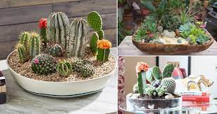 Line up tiny individual pots, each. 14 Diy Cactus Dish Garden Ideas Balcony Garden Web