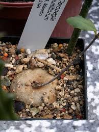 Image result for Ceropegia multiflora