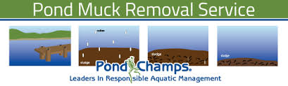 Because this fish is accustomed to warmer waters (70 to 79 degrees fahrenheit or 21 to 26 degrees c), you will need to bring them indoors for the winter or if temperatures will be low for an extended. Pond Muck Removal Pond Champs