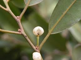 Image result for Peraceae