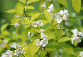 Gold Leaf Mock Orange Philadelphus Coronarius Aureus Very Fragrant A Beautiful Addition To The Garden Mock Orange Fragrant Plant Mock Orange Bush