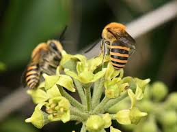 See more ideas about i love bees, bumble bee, bee. Country Diary Ivy S Weird Flowers Exert A Magnetic Attraction On Insects Wildlife The Guardian