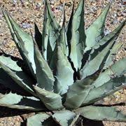 Il lampranto è una pianta succulenta perenne di dimensioni contenute. Piante Grasse A Fiore Giallo