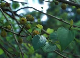 Image result for Ficus exasperata