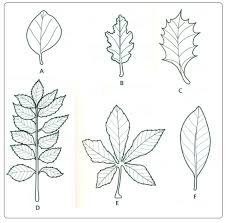 Leaf Dichotomous Key Worksheet Biology Notes For Igcse 2014 12 Using Simple Keys In 2020 Dichotomous Key Kids Worksheets Printables Shapes Worksheet Kindergarten