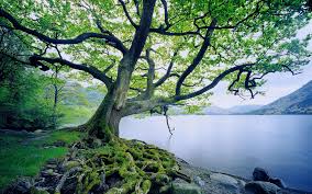 There are also lots of birch and oak trees. Wallpaper Trees Landscape Forest Lake Nature Branch Moss River Stream Roots Tree Flower 1920x1200 Px Woodland Habitat Natural Environment Woody Plant Body Of Water 1920x1200 Coolwallpapers 699851 Hd Wallpapers Wallhere