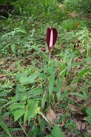 Image result for Anchomanes giganteus