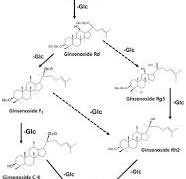 Wound Healing Effect of 20(S)-Protopanaxadiol of Ginseng ...