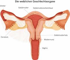 Menstruationsbeschwerden Regelschmerzen Pascoe