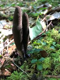 Image result for Xylaria polymorpha