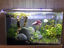 While bettas can survive this way, it's best to give them plenty of. New Betta Tank Scape With Uns Controsoil Had Good Growth Last Year With Ada Aqua Soil Excited To See It Grow Out Plantedtank